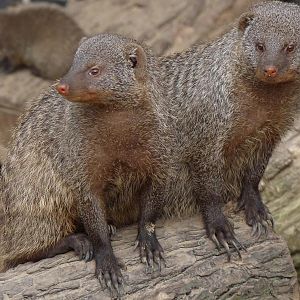Banded Mongoose