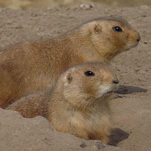Prarie Dogs