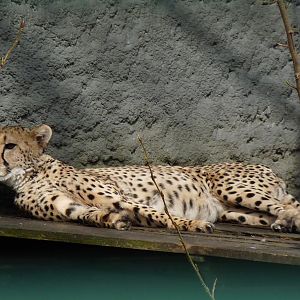 Cheetah