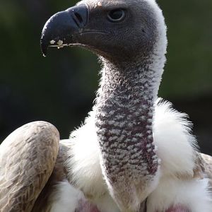 White Backed Vulture