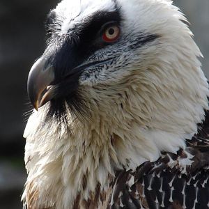 Bearded Vulture
