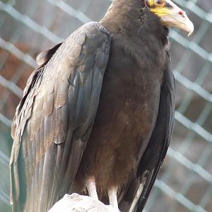 Little Yellow head vulture