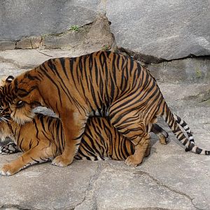Sumatran tigers saving the species