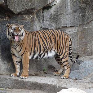 Sumatran Tigress