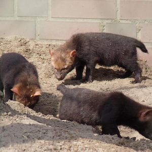 Bushdog Cubs
