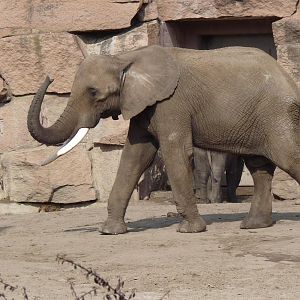 African Elephant Bull