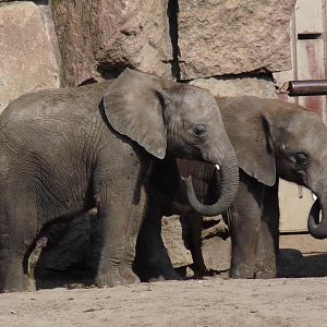 African elephant calfs