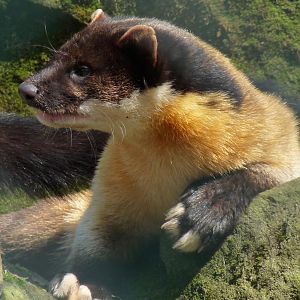 Indian Marten