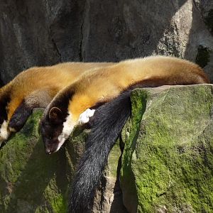 Indian Martens