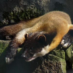Indian marten