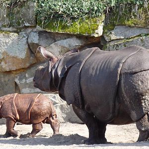 Indian Rhino with calf