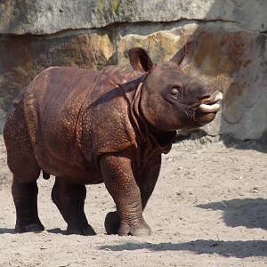 Indian Rhino calf
