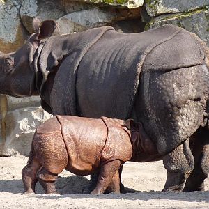 Indian Rhino calf drinking milk