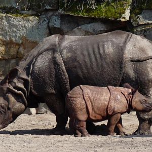 Inidan Rhino with calf