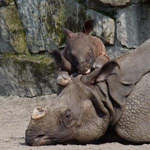 Indian Rhino with Calf