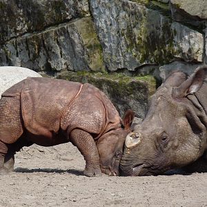 Playing Rhino Calf