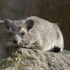 Bush hyrax