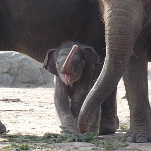 Asian Elephant calf