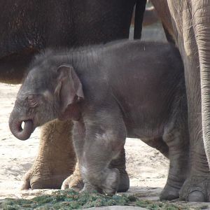 Elephant calf