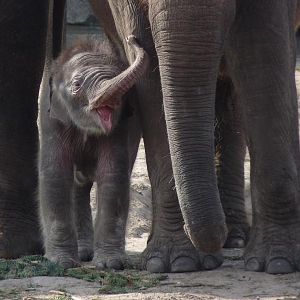 Elephant calf