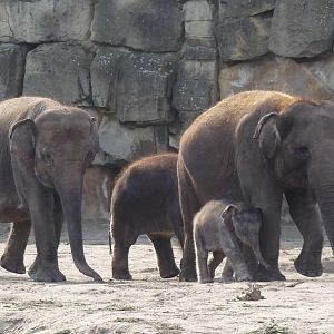 Elephant Group