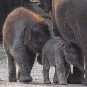 Elephant calfs