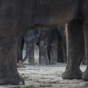 Elephant Calf