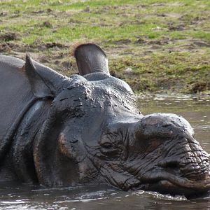 Indian Rhino male enjoying mudhole