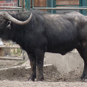 Cape Buffalo