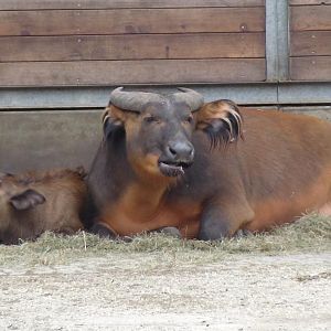 Congo Buffalo