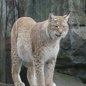 Sibirian Lynx