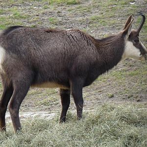 Chamois