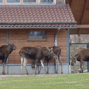 Moose Group