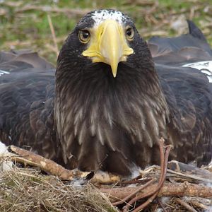 Breeding Steller Sea-eagle