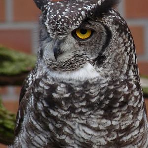 African Eagle Owl