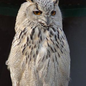 Sibirian Eagle Owl