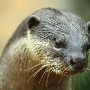 smooth-coated otter; Sandwich; 31st March 2010