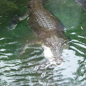 saltwater croc