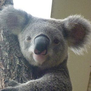 koala - 18 months old "Sid"