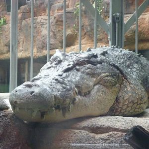 saltwater croc "rex"