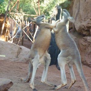 red kangaroos