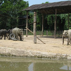 elephant enclosure