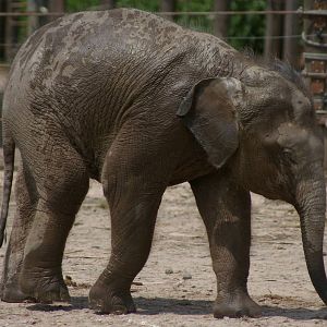 baby Bornean elephant