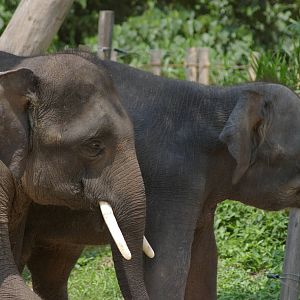 Bornean elephants