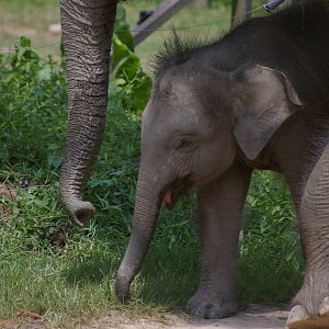 baby Bornean elephant