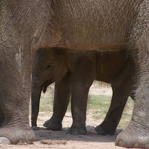 baby Bornean elephant
