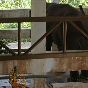 bull Bornean elephant