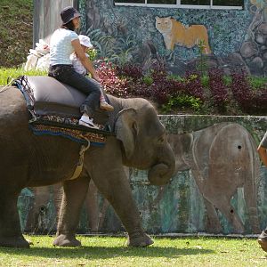 elephant ride