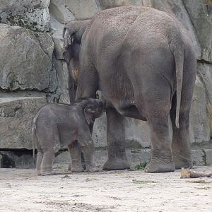 Drinking elephant calf