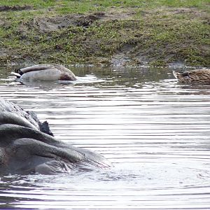 And Now, Heads down the water !